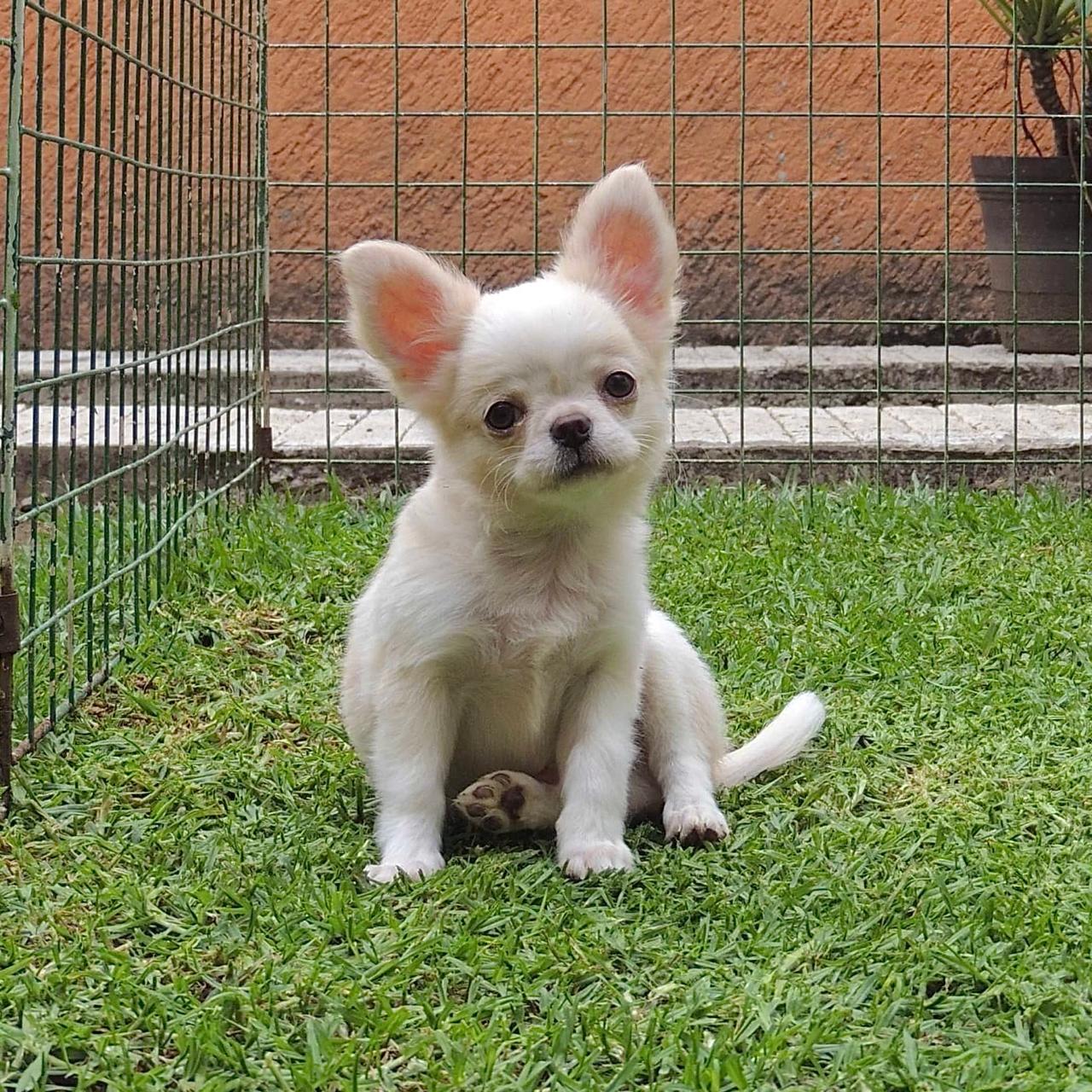 Chihuahueño 17